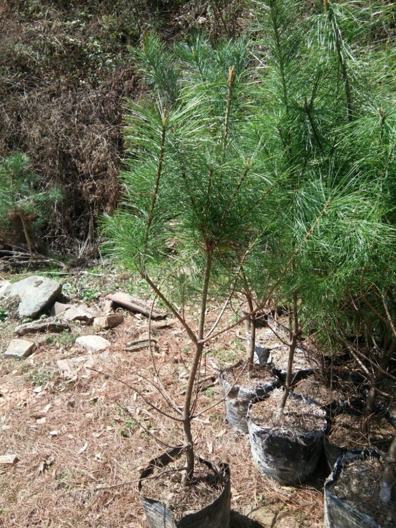 华山松一米起步，数量30万