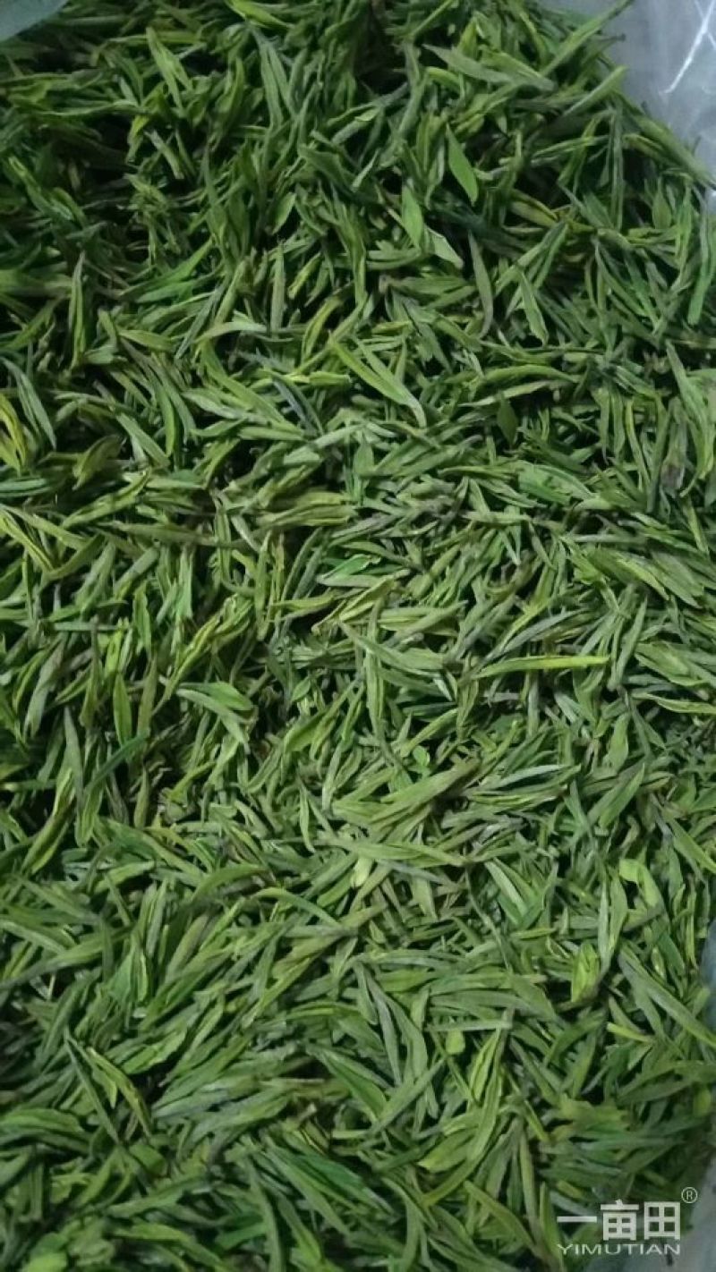 5年生的白茶园出租，每亩每年一千元！有意者请联系！
