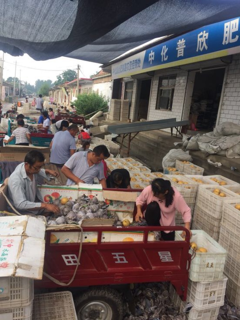 绿宝石梨250~300g纸袋