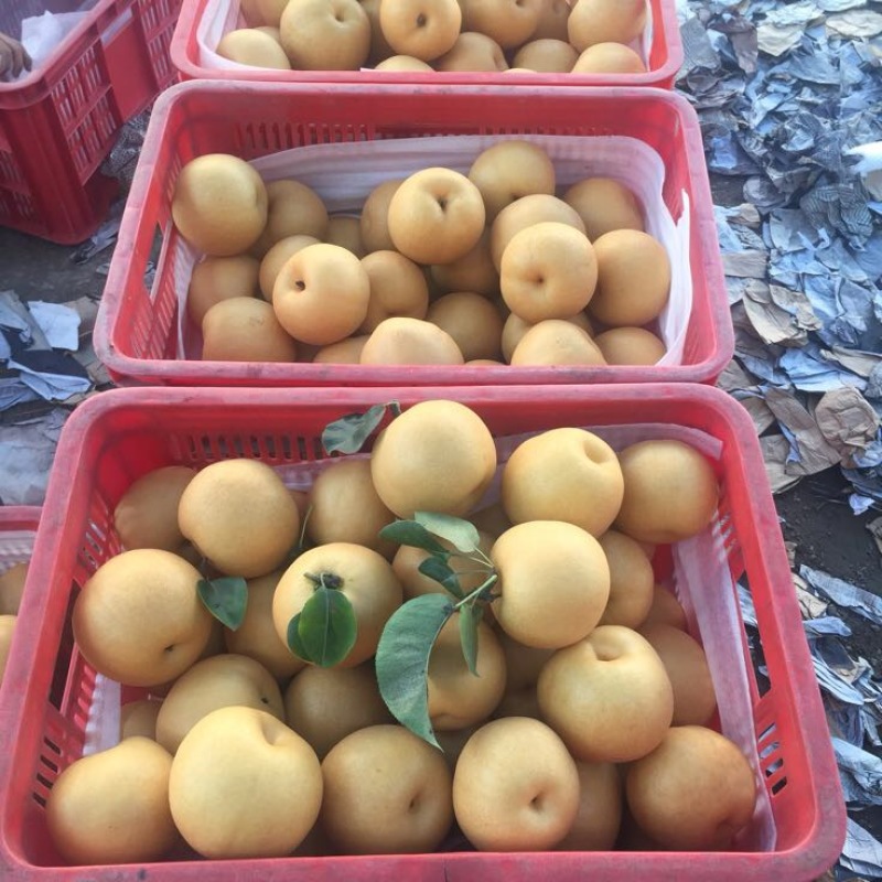 丰水梨300~350g纸箱