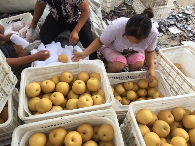 丰水梨300~350g纸箱