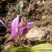 白芨苗，白芨果夹出售