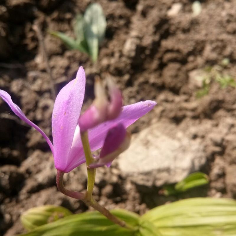 白芨苗，白芨果夹出售