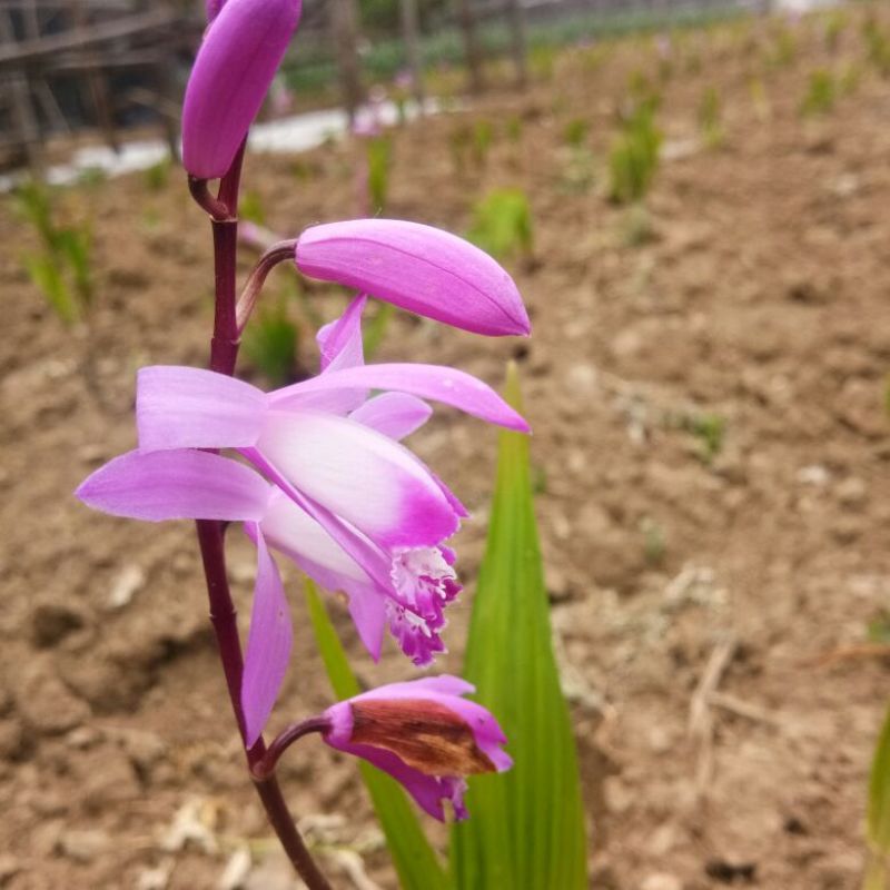 白芨苗，白芨果夹出售