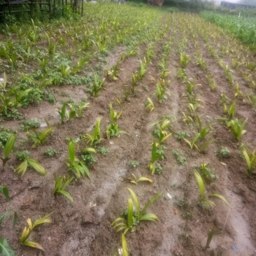 白芨苗，白芨果夹出售
