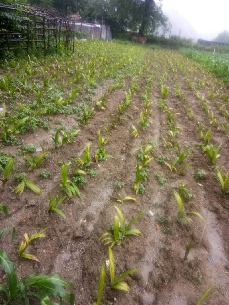 白芨苗，白芨果夹出售