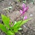 白芨苗，白芨果夹出售