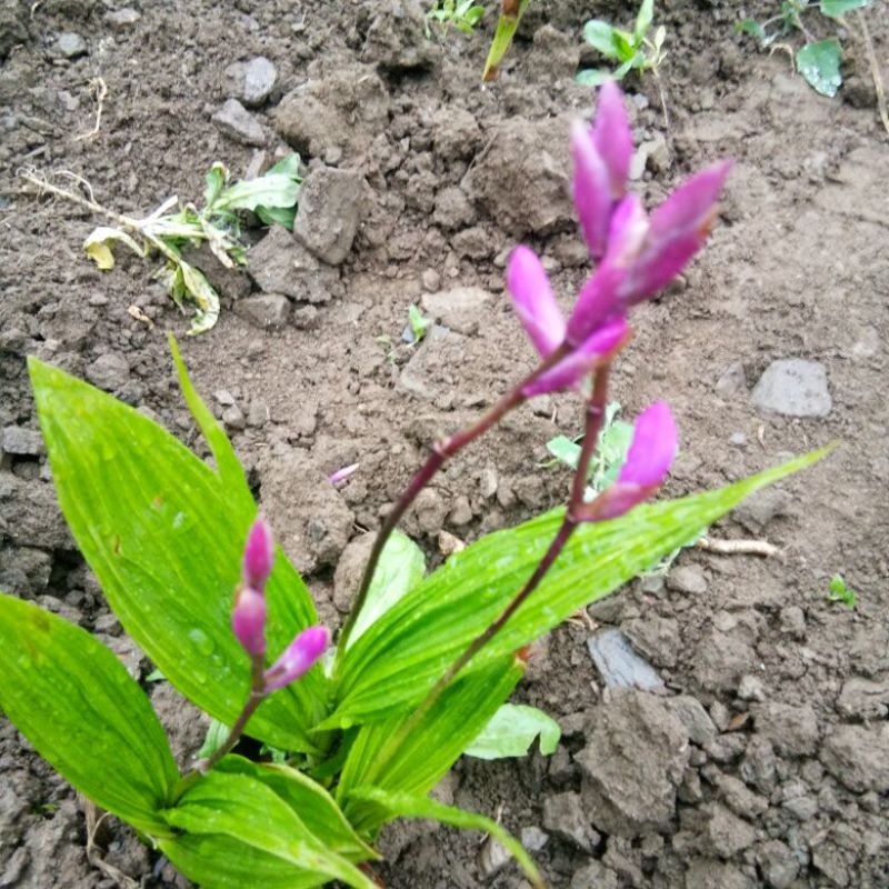 白芨苗，白芨果夹出售