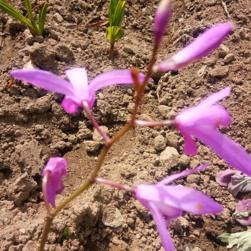 白芨苗，白芨果夹出售