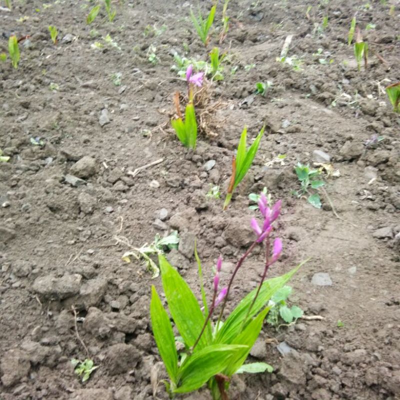白芨苗，白芨果夹出售