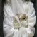 黄金梨250~300g纸箱
