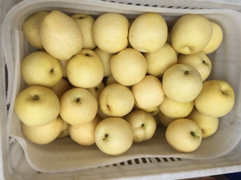 黄金梨250~300g纸箱