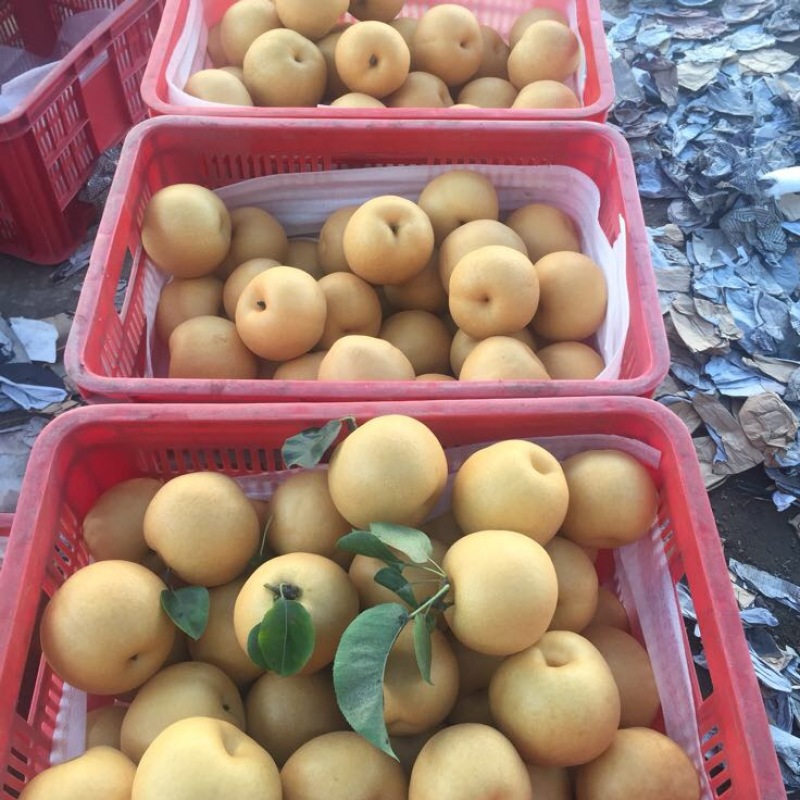 秋月梨300~350g纸箱