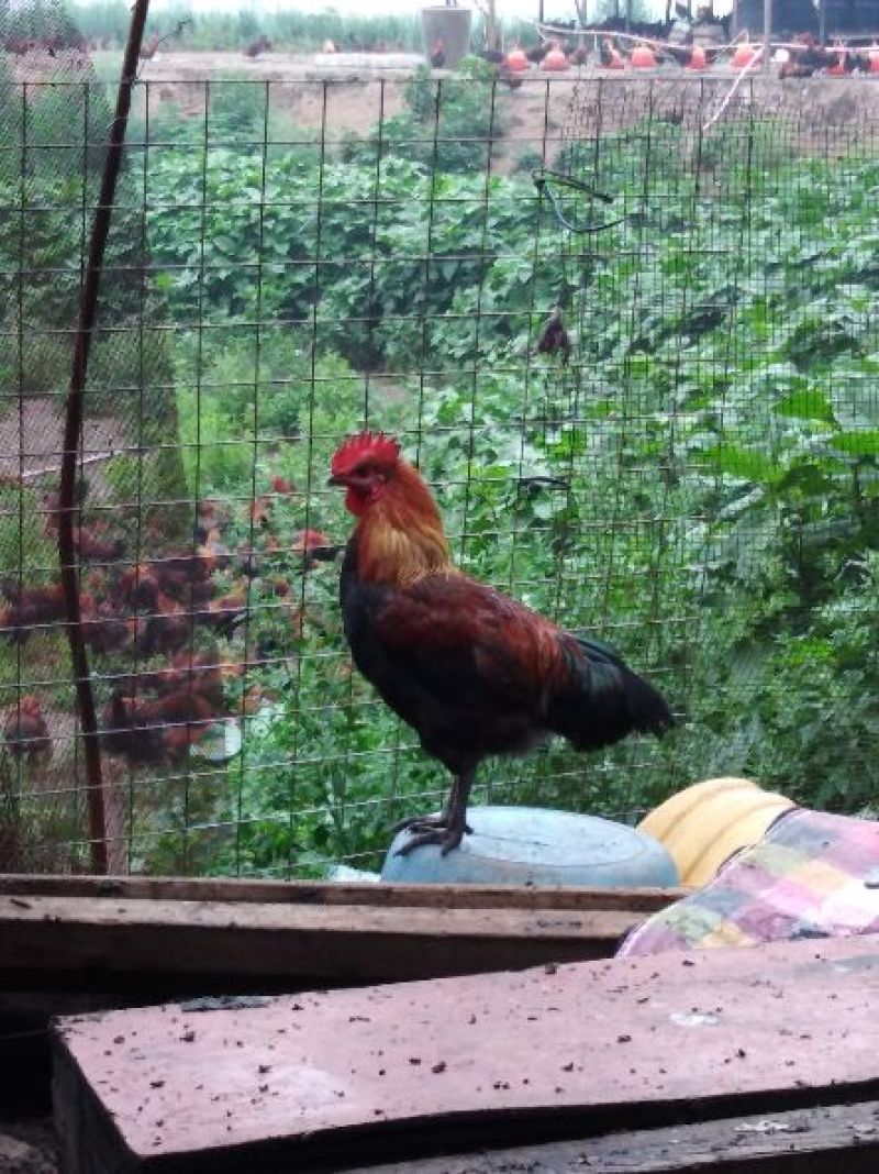 出售黑鹞鸡