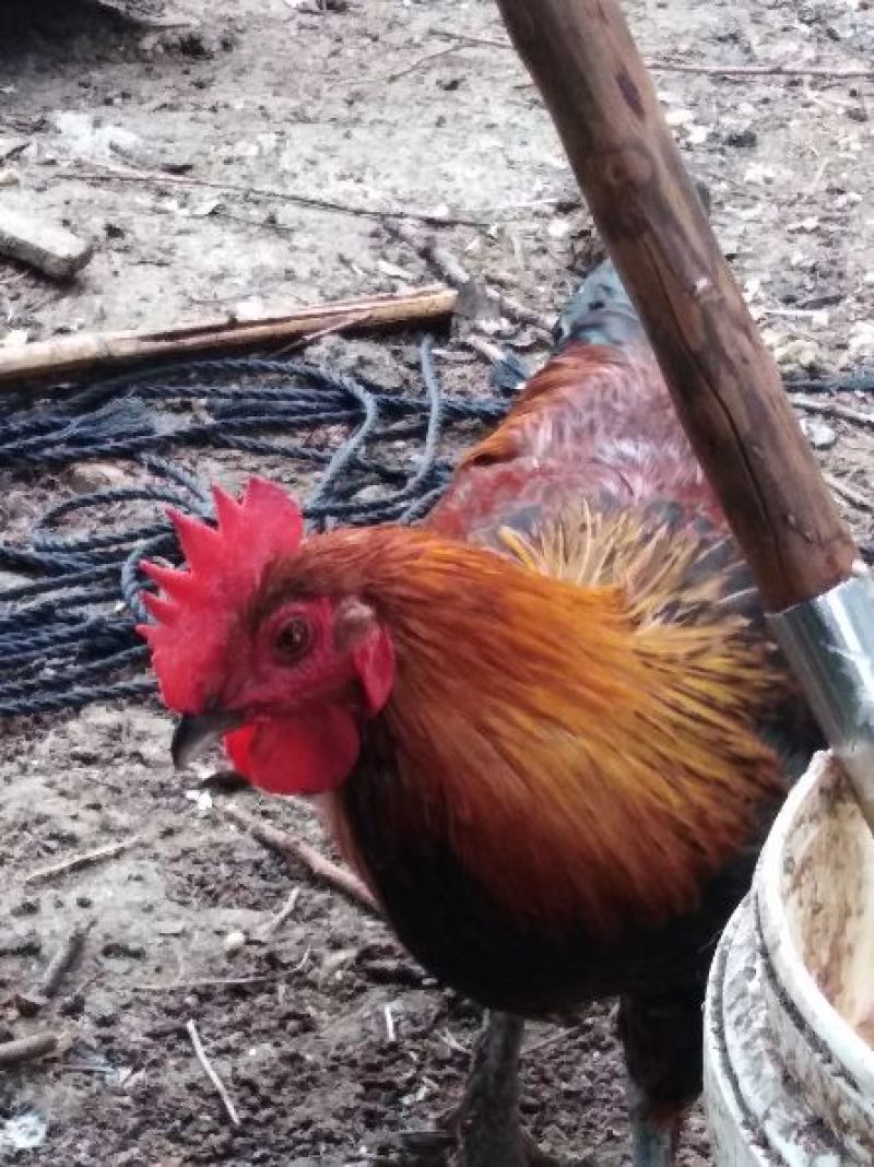 出售黑鹞鸡