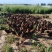 出售黑鹞鸡