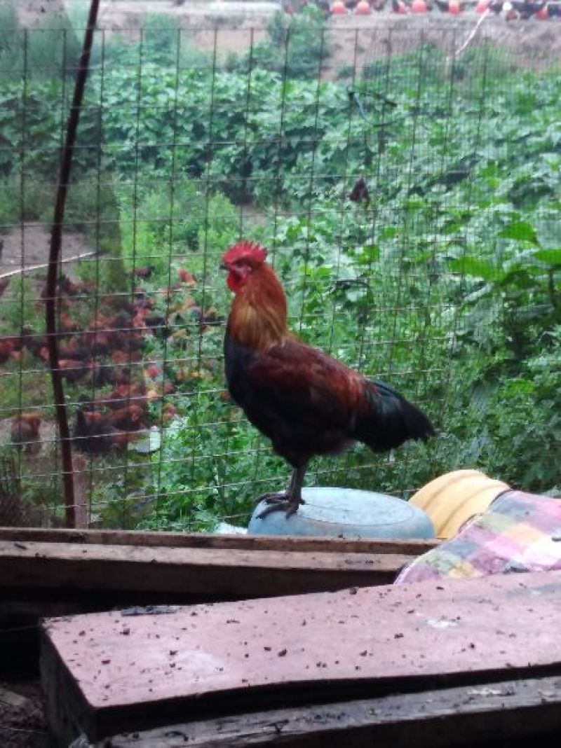 出售黑鹞鸡