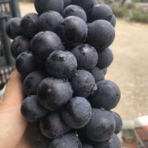 万亩基地超甜京亚葡萄0.8~1斤5%以下的小串果低价