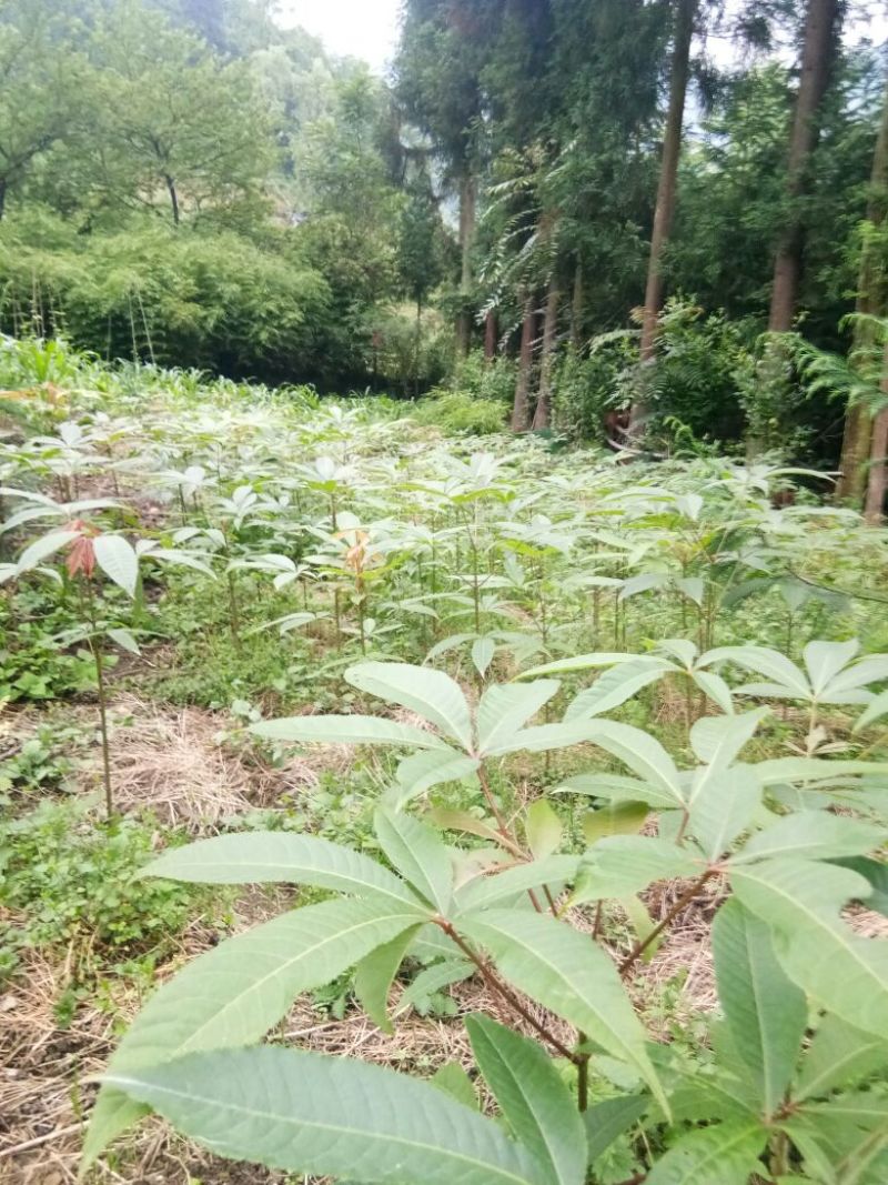 梭罗果树苗，七叶树