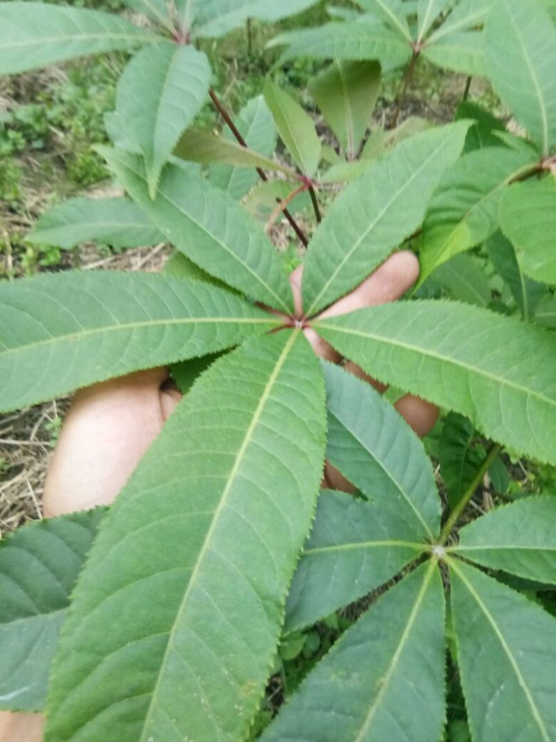 梭罗果树苗，七叶树