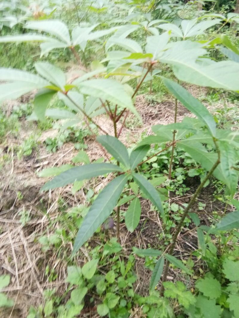 梭罗果树苗，七叶树