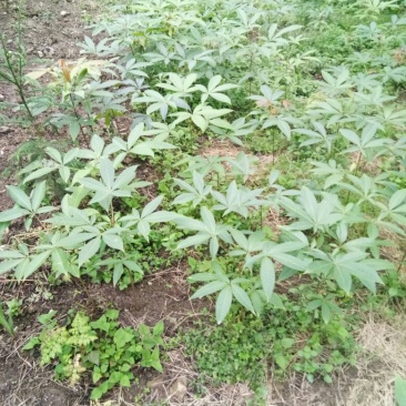 梭罗果树苗，七叶树