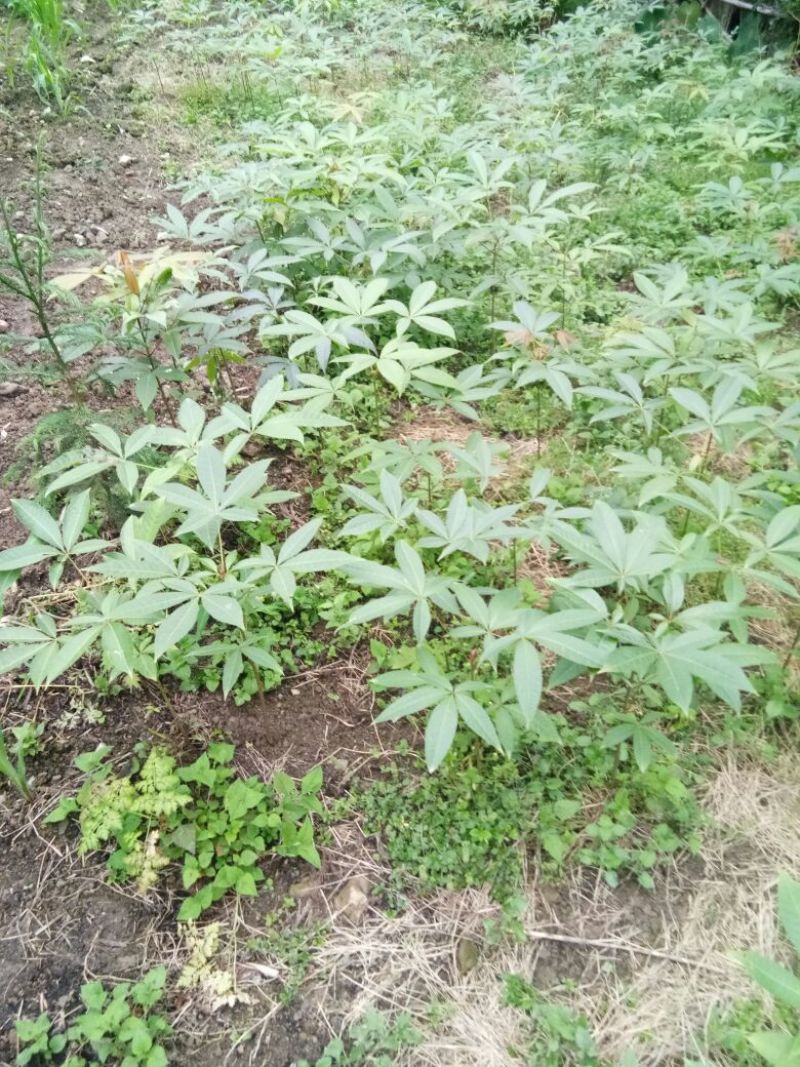 梭罗果树苗，七叶树