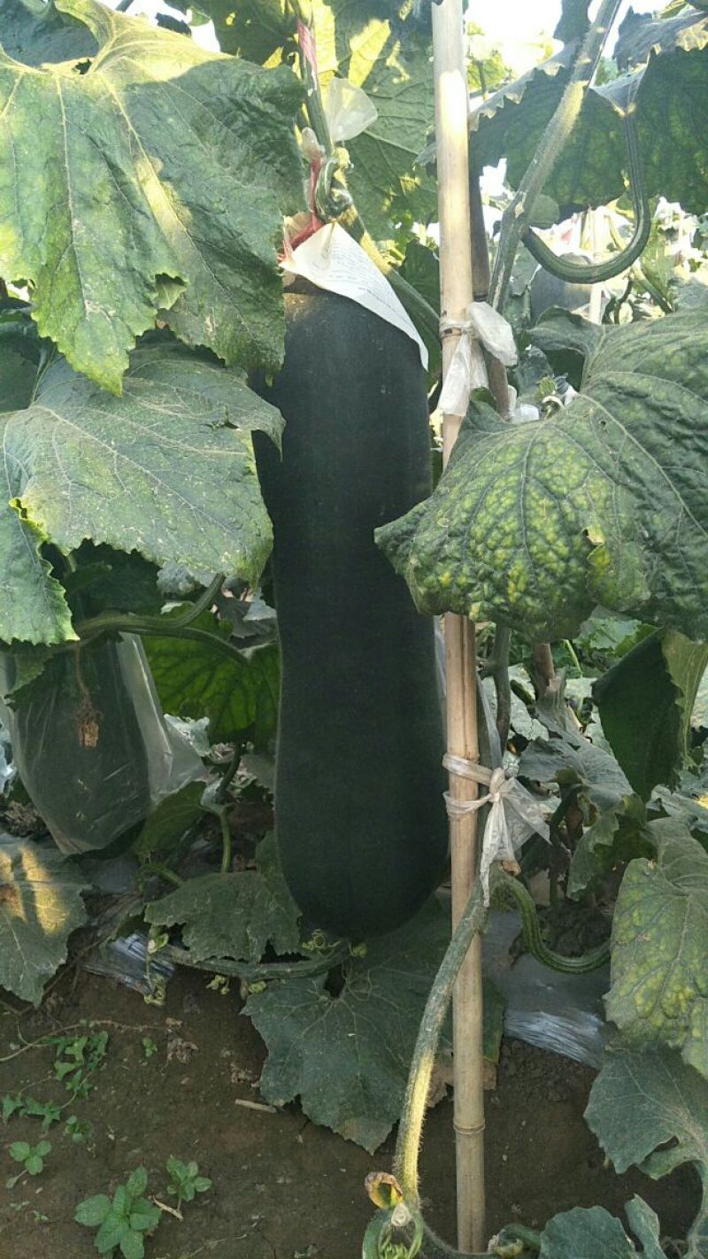 冬瓜