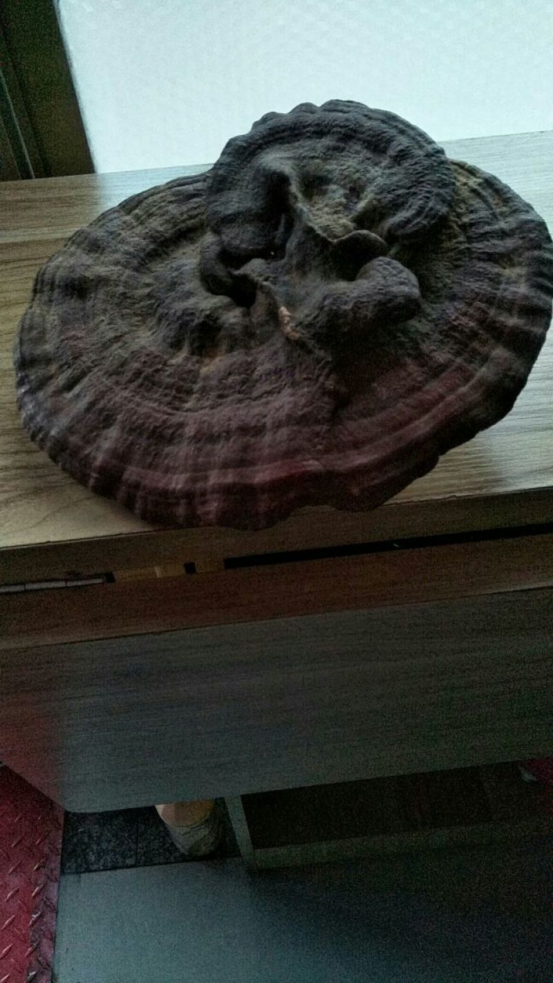 干灵芝批发零售