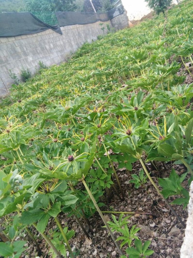 滇重楼多芽矮杆