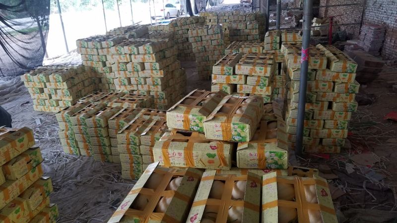 万亩东方蜜甜瓜白里透红大量供货专业代收品质保证