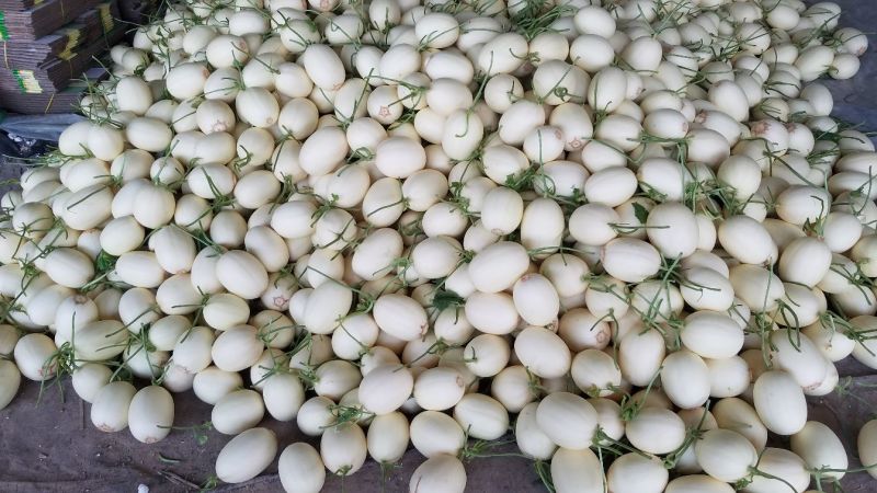 万亩东方蜜甜瓜白里透红大量供货专业代收品质保证