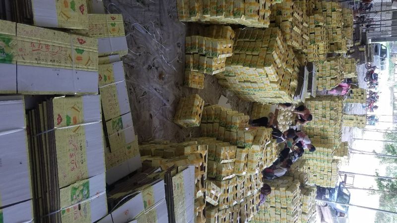 万亩东方蜜甜瓜白里透红大量供货专业代收品质保证