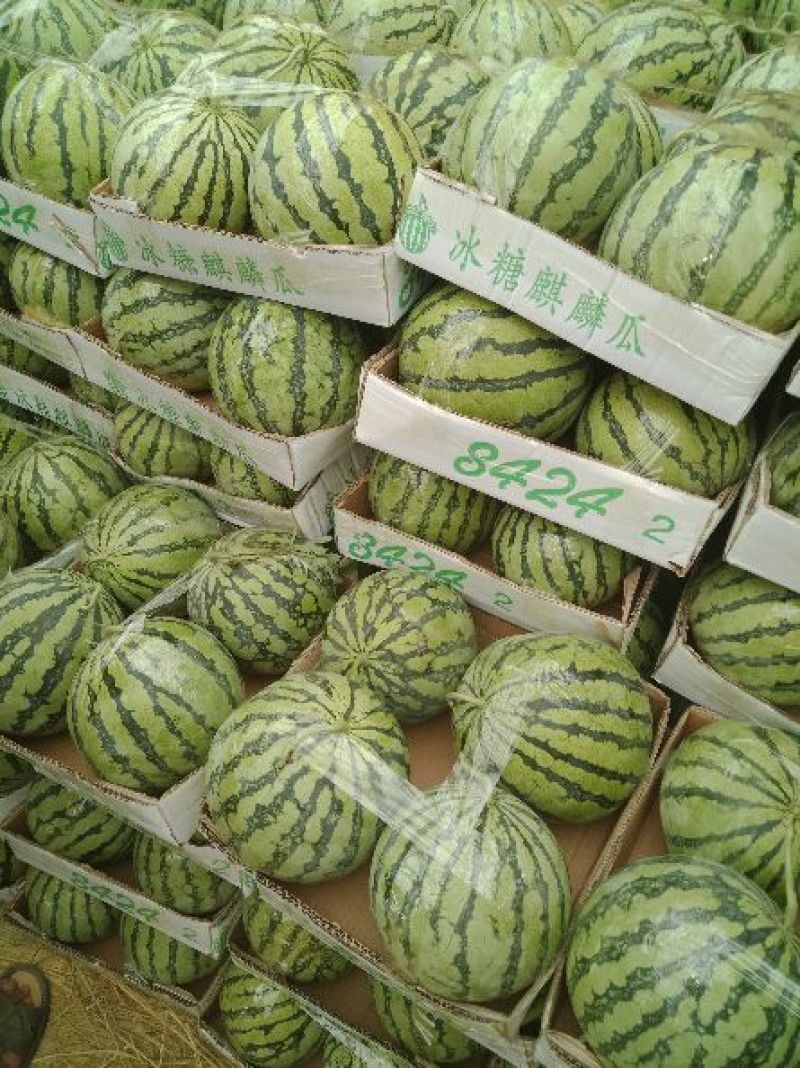 冠龙西瓜，籽播苗，不嫁接，大红壤，适合全国市场