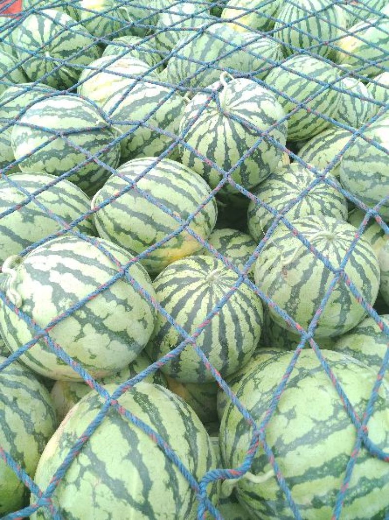 冠龙西瓜，籽播苗，不嫁接，大红壤，适合全国市场