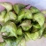 菱角老菱角2角青菱角