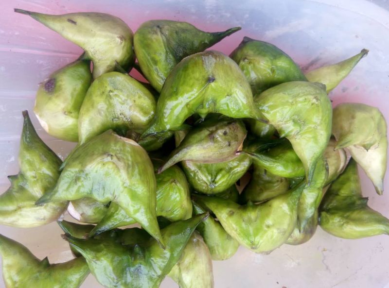 菱角老菱角2角青菱角