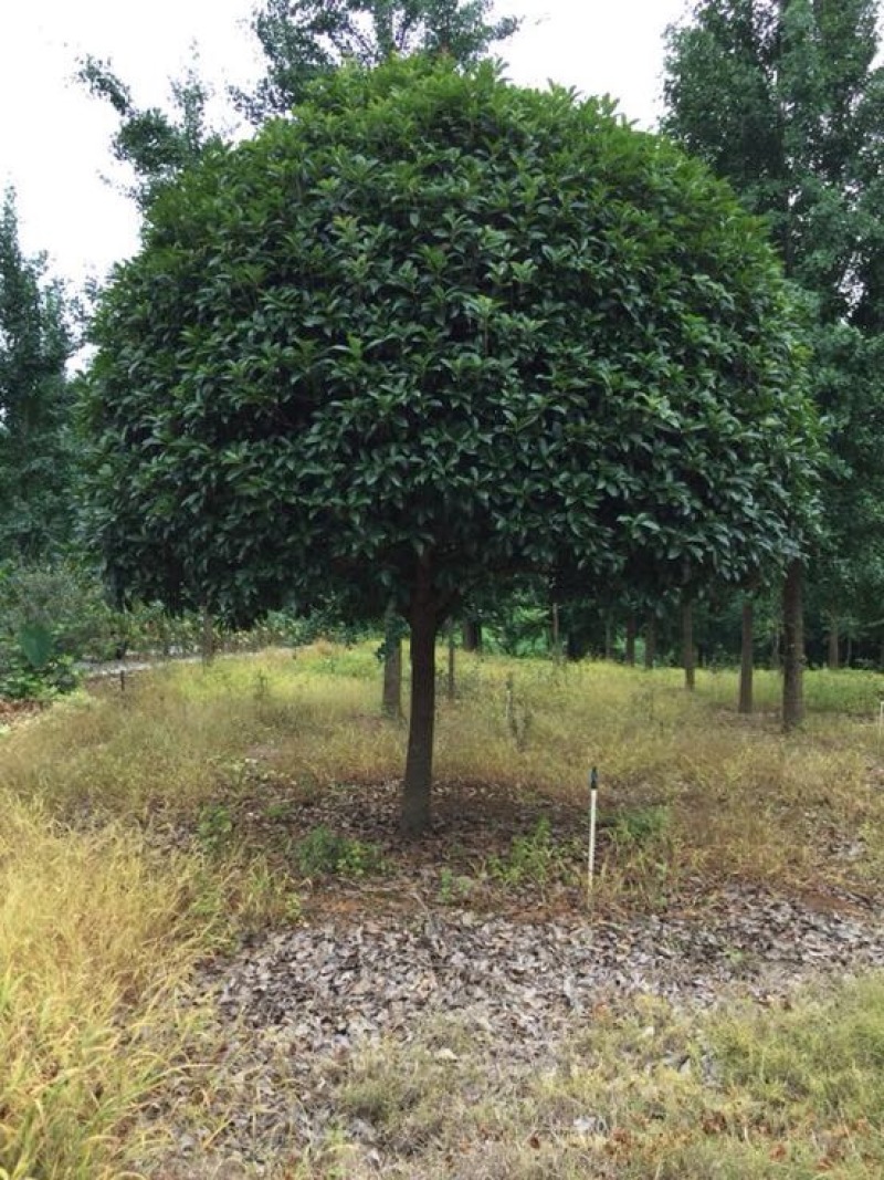 桂花树3米以上20cm以上3.5~4米