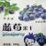 批发价位含花青素最多长白山纯蓝莓干