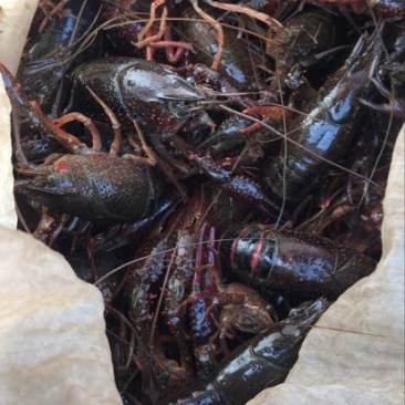 小龙虾6-8钱（30-40克）活虾与河蟹混养