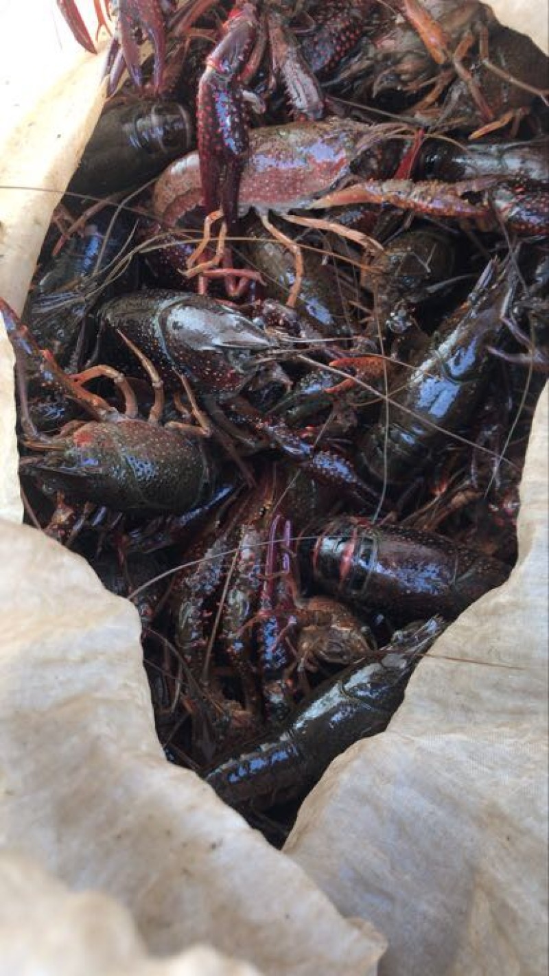 小龙虾6-8钱（30-40克）活虾与河蟹混养