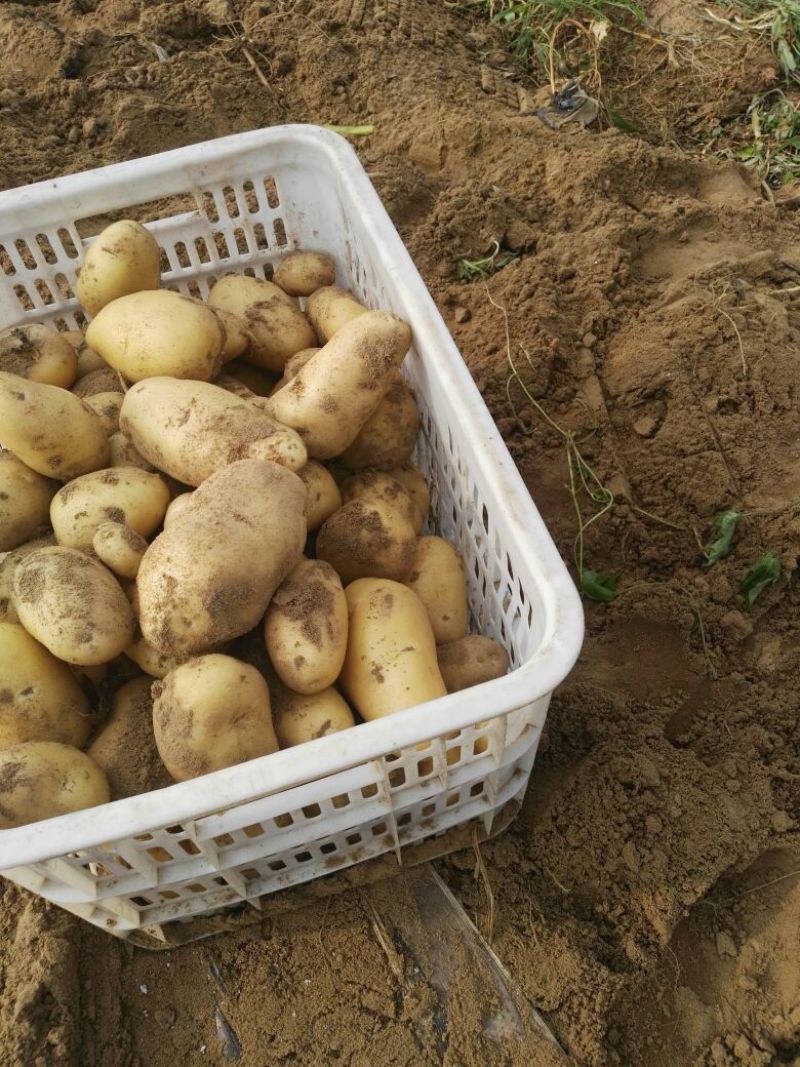 荷兰十五土豆，沃土土豆，17土豆，很多品种，四两以上四毛