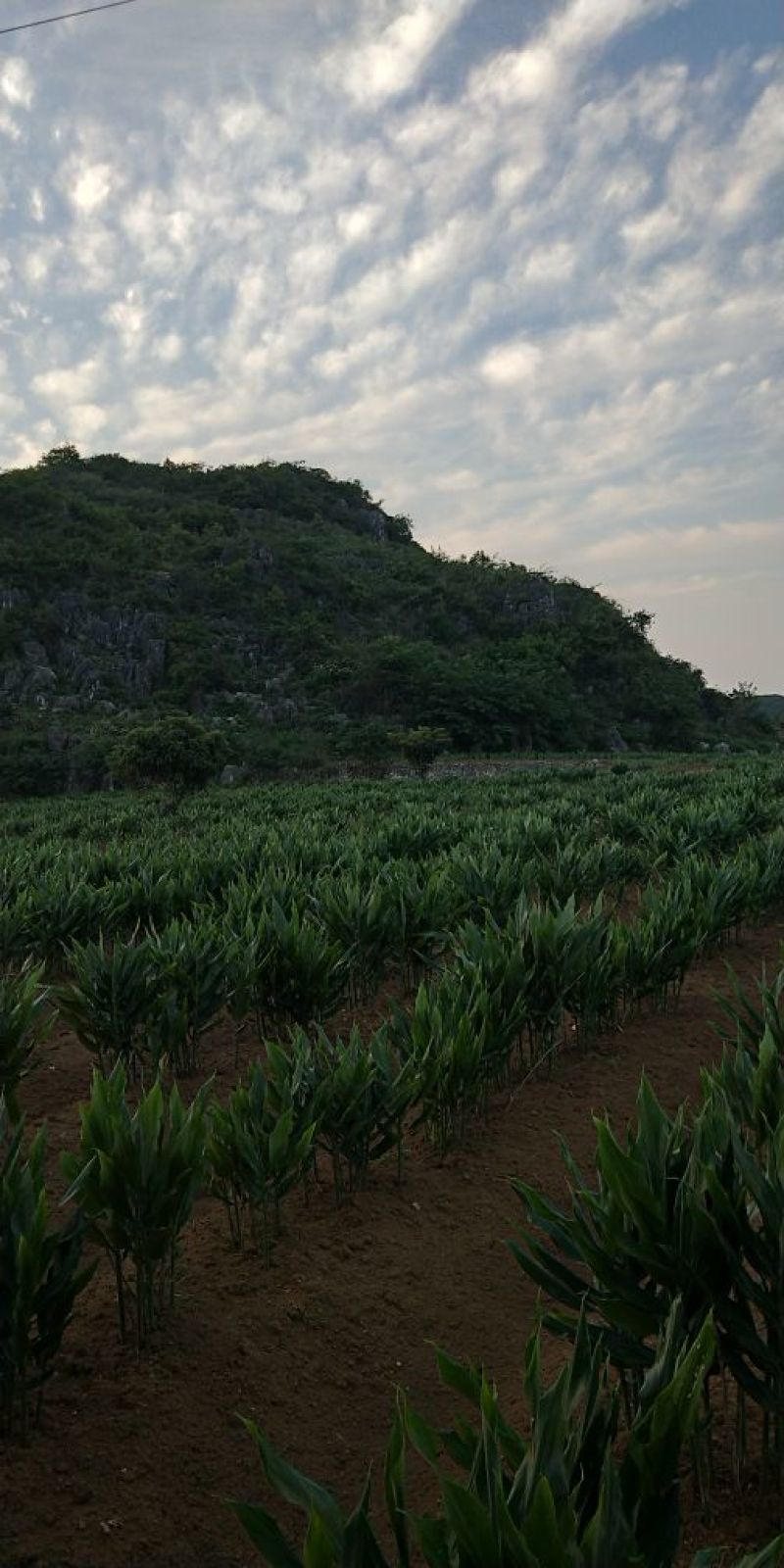 阳荷