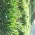 阳荷