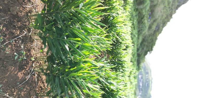 阳荷