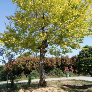 黄金榆