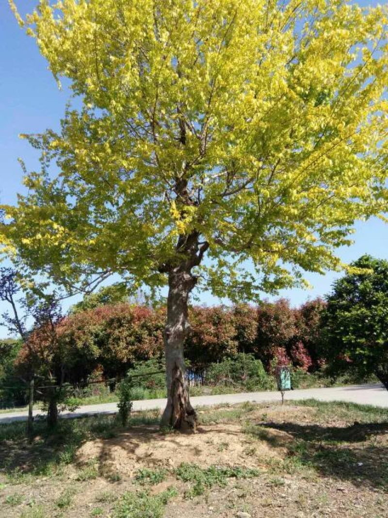 黄金榆