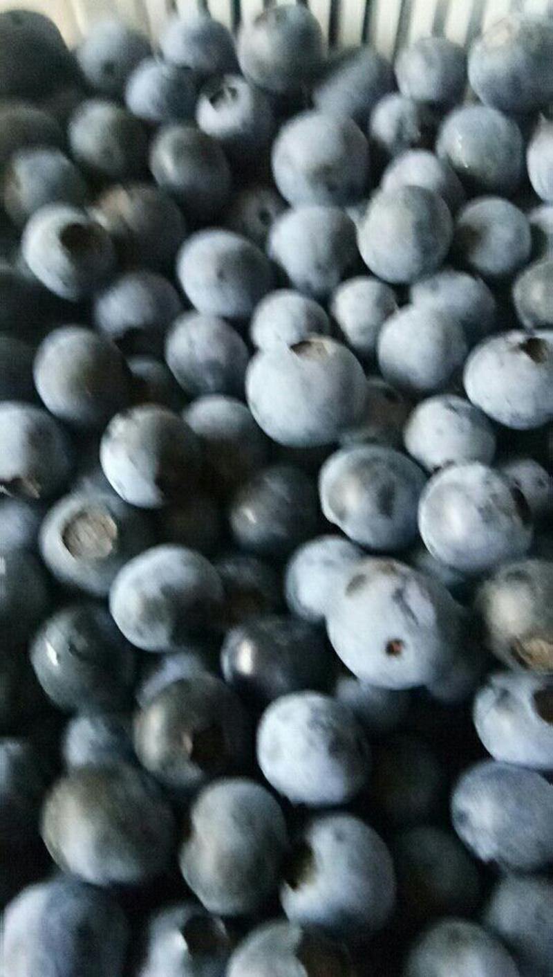 兔眼蓝莓10~12mm以上加工果