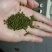 吴茱萸中花