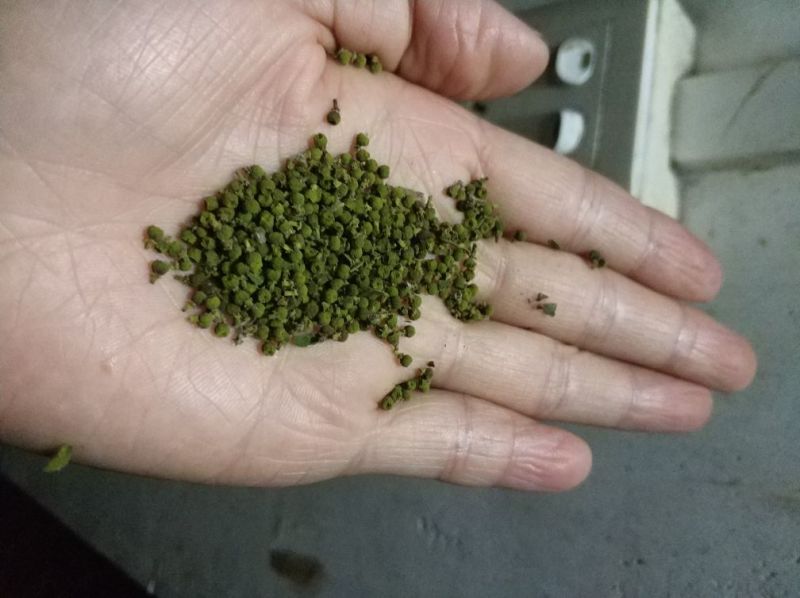 吴茱萸中花